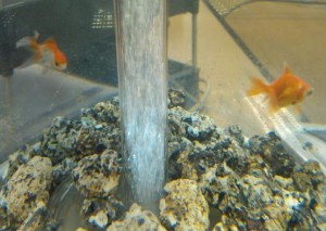 RPS Fish - what should we name them?